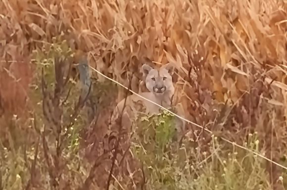 Puma en Santa Lucía: qué hacer ante un avistamiento y qué importancia tiene este animal en el ecosistema