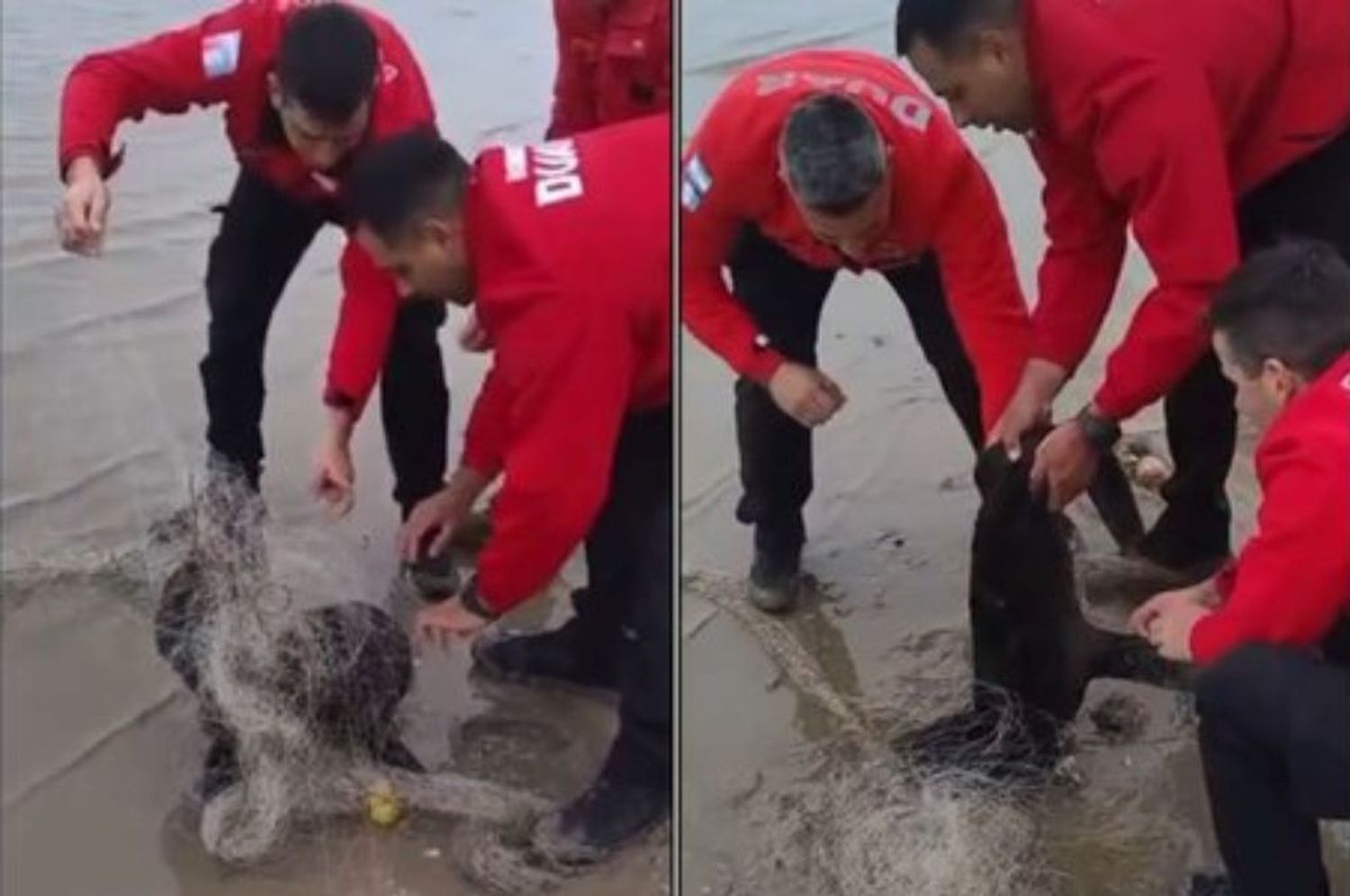 Rescataron a un cachorro de lobo marino