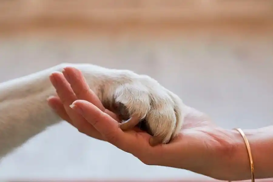 Avanza la creación de la Brigada de Protección Animal Rafaela