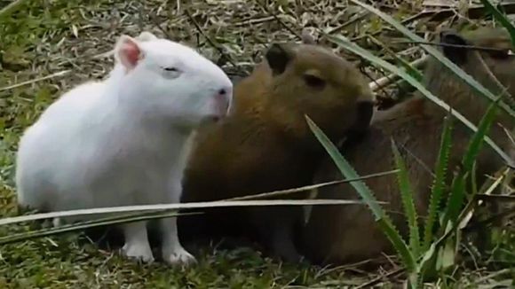 El carpincho albino de Uruguay que volvió a emocionar a las redes y alerta a expertos