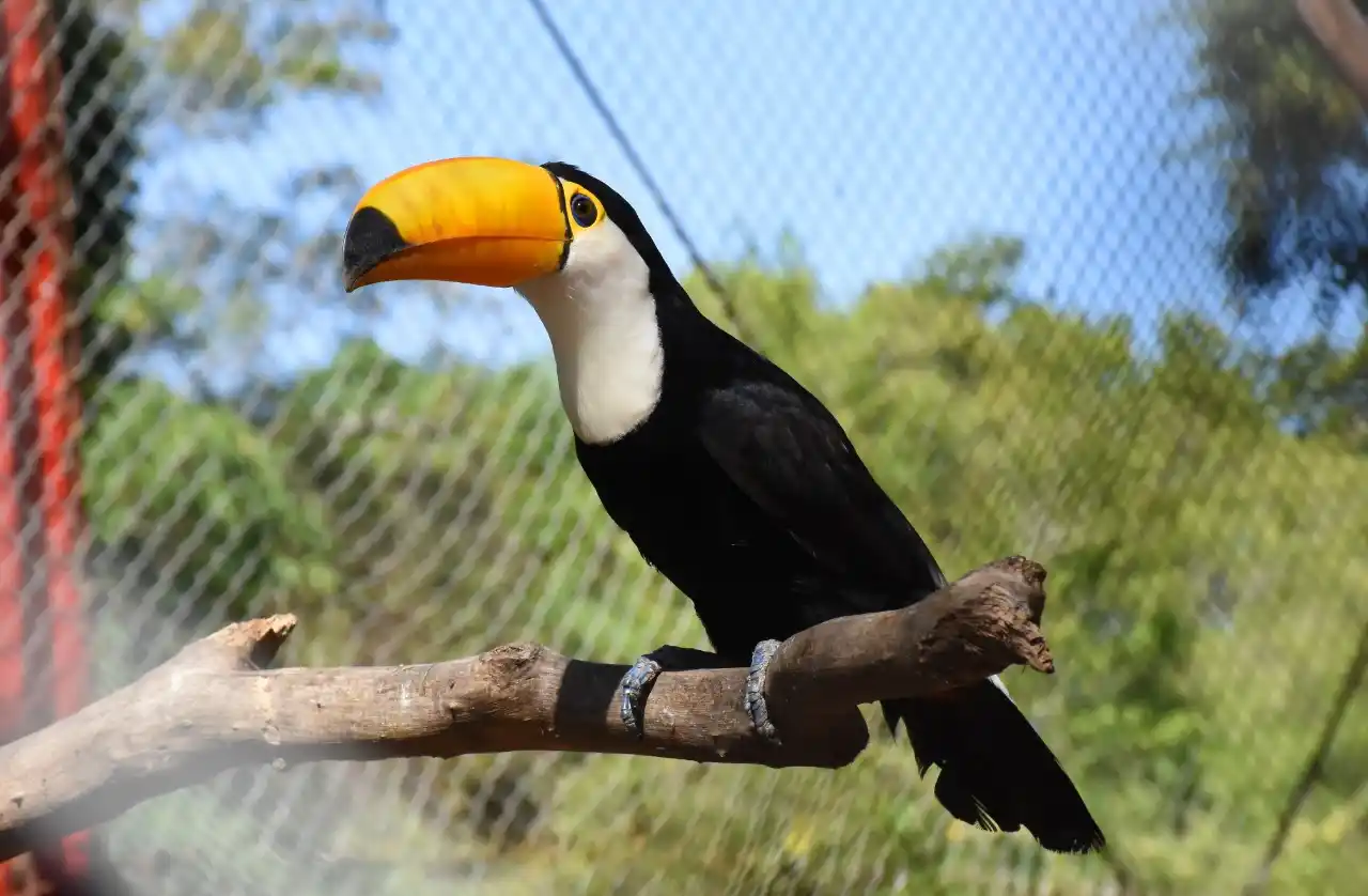 Instan a tomar conciencia sobre el mascotismo de animales silvestres