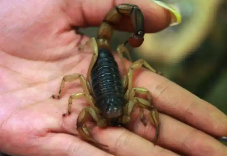 Internaron en terapia intensiva a una niña picada por un alacrán, en Paraná