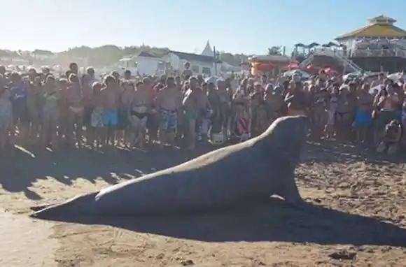 Las causas que generan la aparición de elefantes marinos en la costa