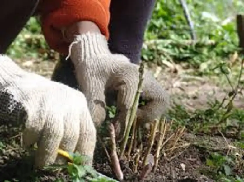 Lanzaron la temporada otoño-invierno del Pro Huerta