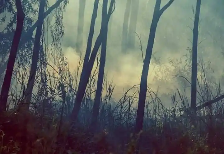 «El ecosistema de las islas está en emergencia desde hace mucho tiempo»