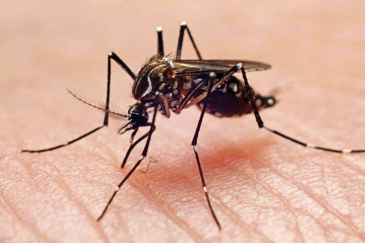 Alarma dengue: Exponencial crecimiento de casos en el país y más de 30 fallecidos