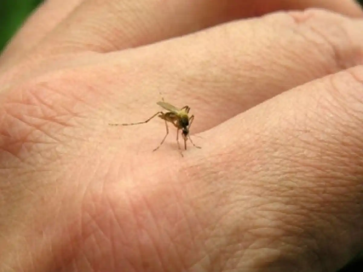 Confirman nueve casos de dengue autóctono en Córdoba