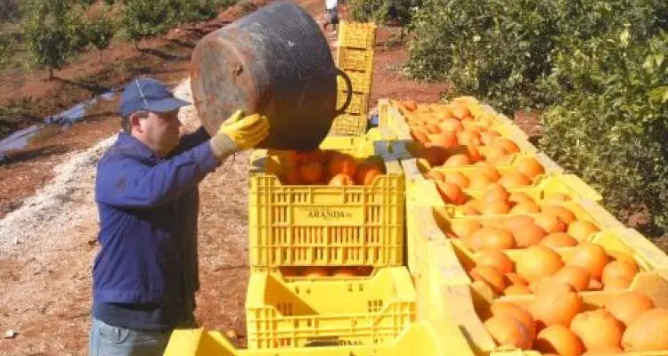 Nuevo reclamo de Uatre por la crisis frutícola