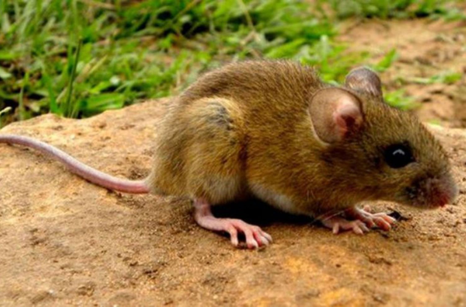 Hantavirus: brindan recomendaciones tras un caso en Otamendi