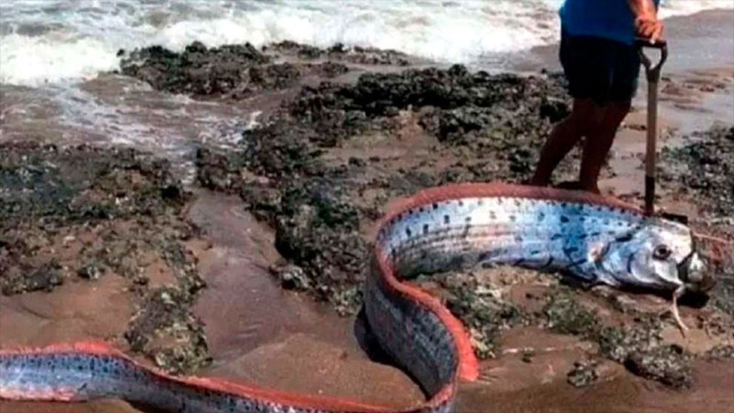 Ocurrió en una isla de Chile