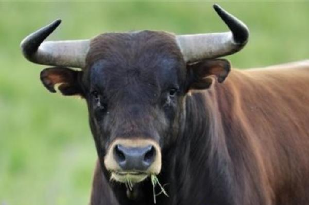 El hombre murió producto de una hemorragia interna.