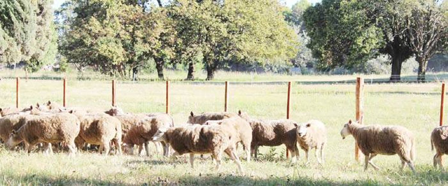 Se presentó un  proyecto de ley para el desarrollo de la actividad  ovina y caprina