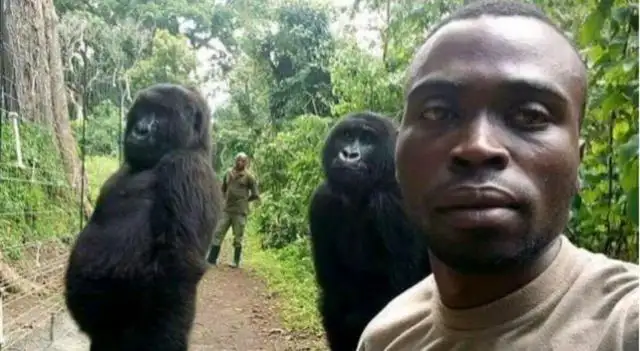 La foto de los gorilas "posando" para la selfie recorre el mundo