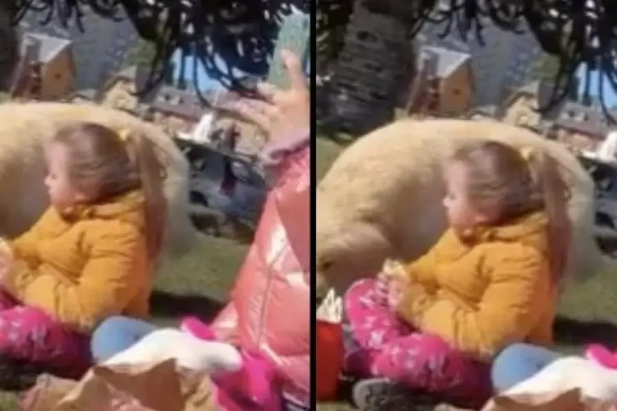 Quiso hacer un picnic con su hija en Bariloche, un perro les robó toda la comida