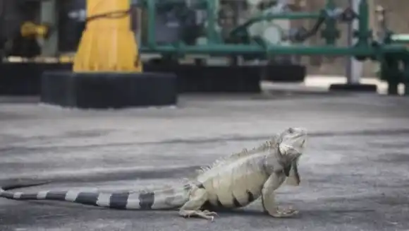 ¿LE CREEMOS? Ecopetrol descarta que Colombia necesite gas venezolano