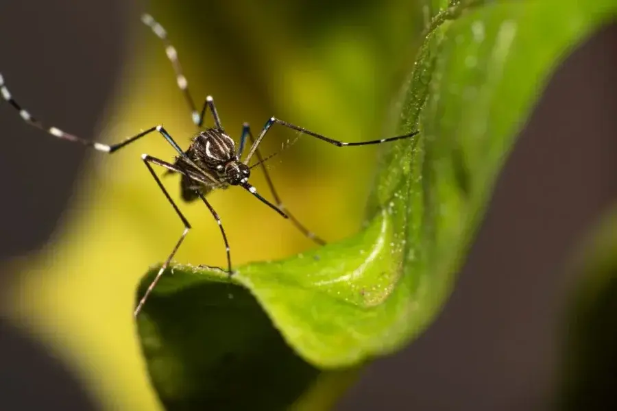 Por qué contagiarse de dengue dos veces puede ser mortal