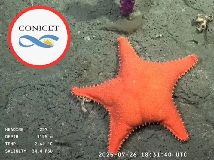 La exploración del océano profundo argentino tendrá un nuevo capítulo.