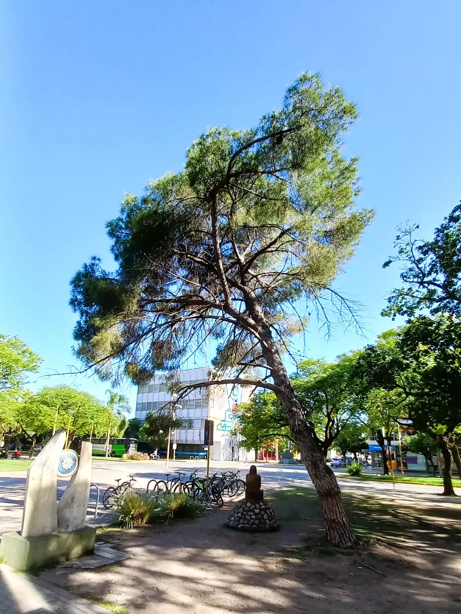 El pino de San Lorenzo.