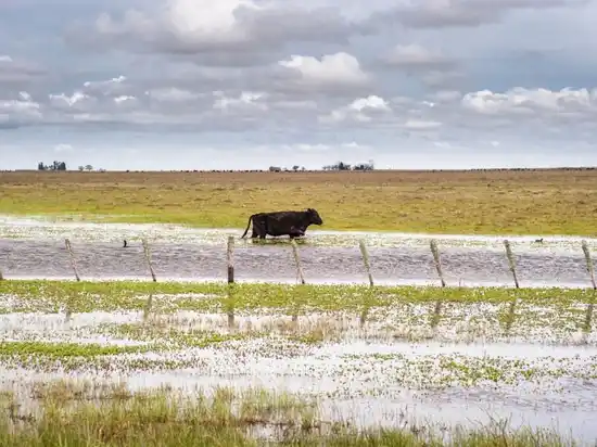 El Gobierno prorrogó la emergencia agropecuaria en varios distritos bonaerenses