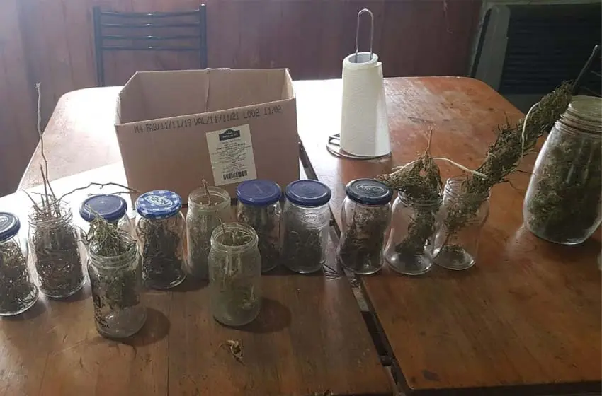Encontraron importante cantidad de marihuana en un domicilio y un hombre terminó detenido