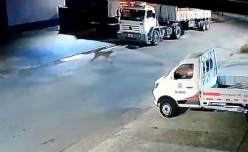 Villa Constitución: un puma suelto mantiene en vilo a toda la ciudad