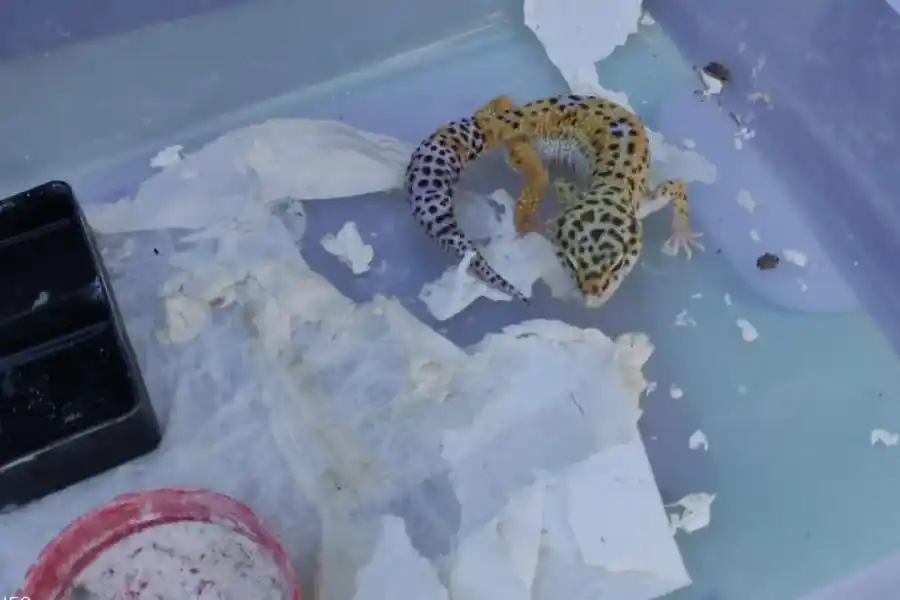 Gecko leopardo, originario de las zonas semidesérticas de Oriente Medio. Foto: Patrulla Ambiental de la Policía de Córdoba