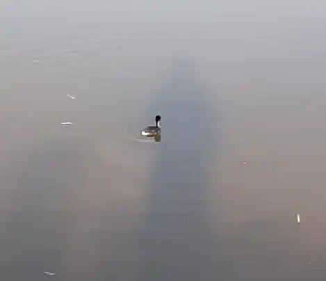 Fue liberada esta tarde.