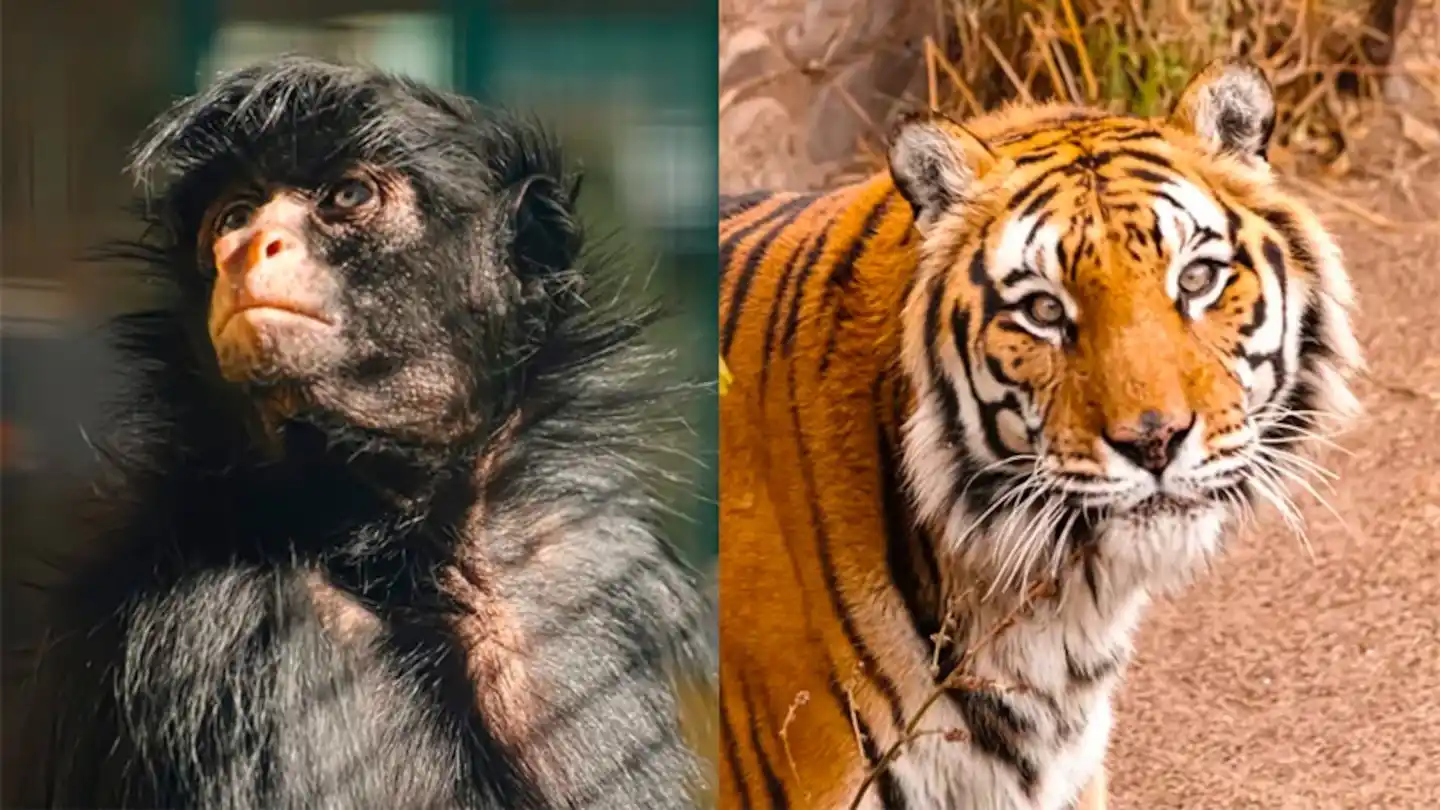 La mona Lisa y el tigre Diego permanecían en Córdoba tras el cierre de zoológico