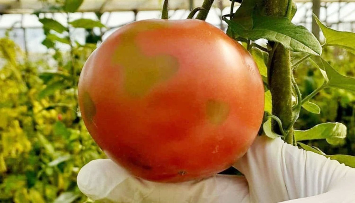 Qué es el Covid del tomate y por qué hay una alerta sanitaria  por esta enfermedad