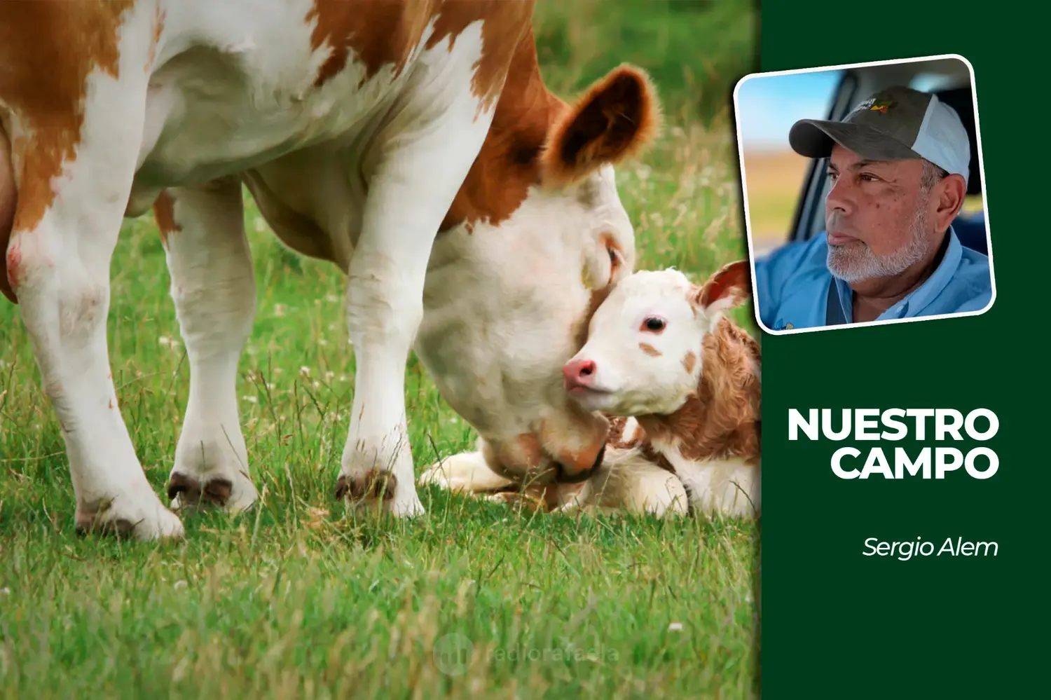 Cañuelas recibió 6.315 animales y el novillito alcanzó los 4.861,53 pesos