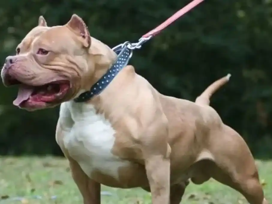 Un pitbull atacó a una nena de cuatro años en Monte Vera. (Foto: Gentilezas)