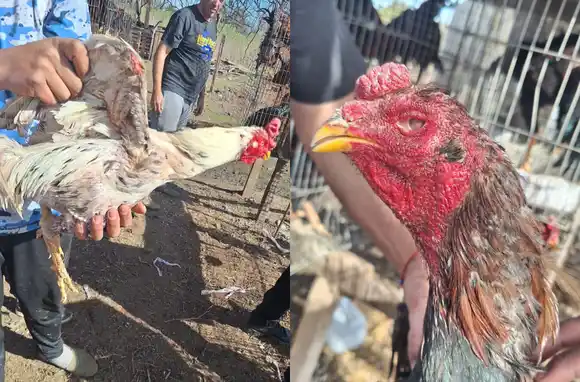 Trece detenidos en Villa Gobernador Gálvez por maltrato animal con 18 gallos de riña y gallinas