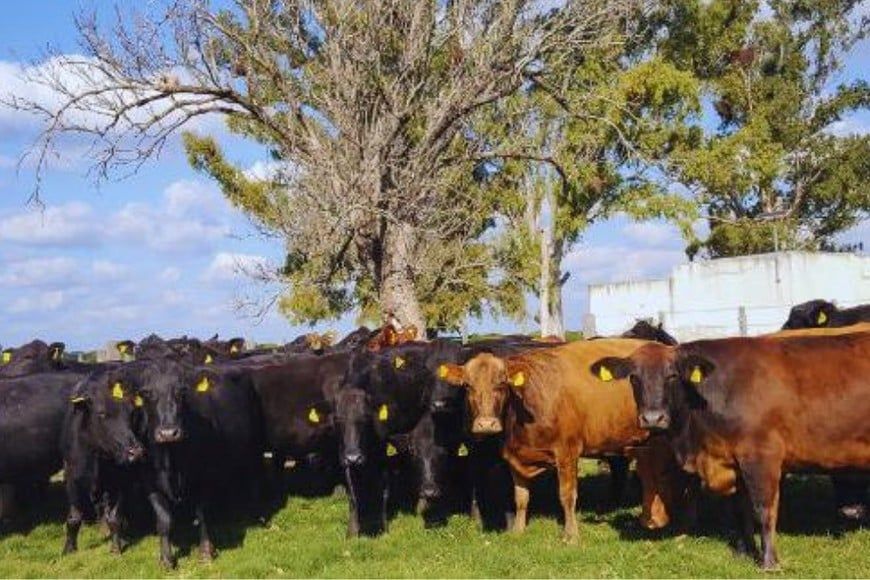 ganado vacuno - 2