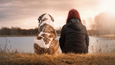 De comidas, perros y más comidas