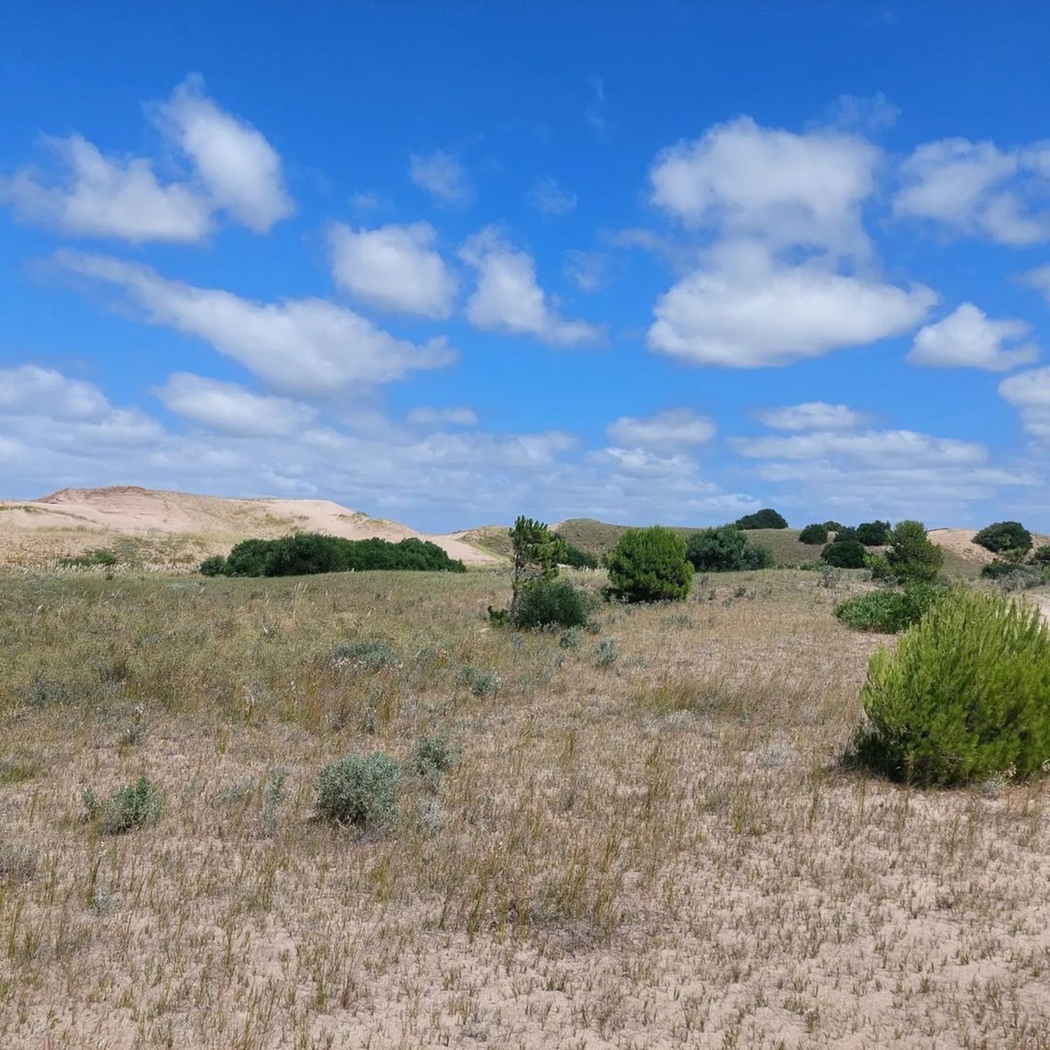 Estudian una especie que se encuentra en Necochea, Lobería y San Cayetano, que está en peligro de extinción