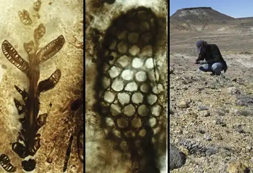 Como en Jurassic Park: hallan en Santa Cruz un yacimiento del Jurásico