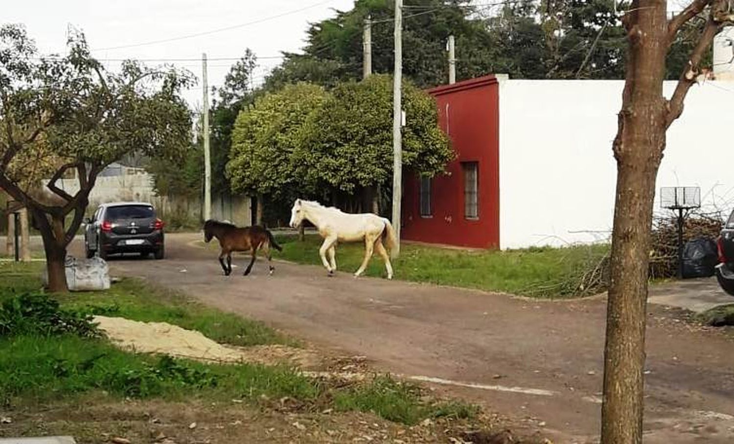 Durante la pandemia, creció la incautación de caballos sueltos en la vía pública