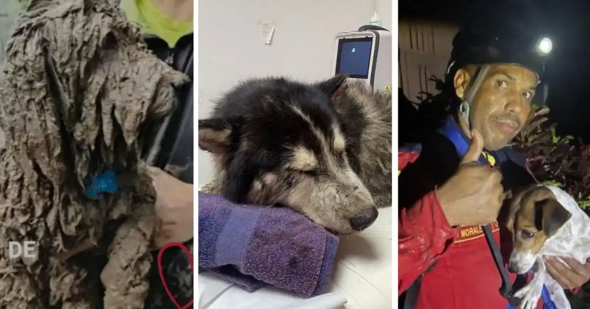 ELLOS TAMBIÉN SUFREN: rescatan a mascotas desaparecidas en desbordamientos de ríos en El Castaño y los llevan a refugios
