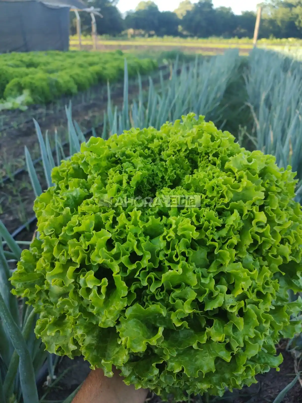 alimentos agroecológicos - 2