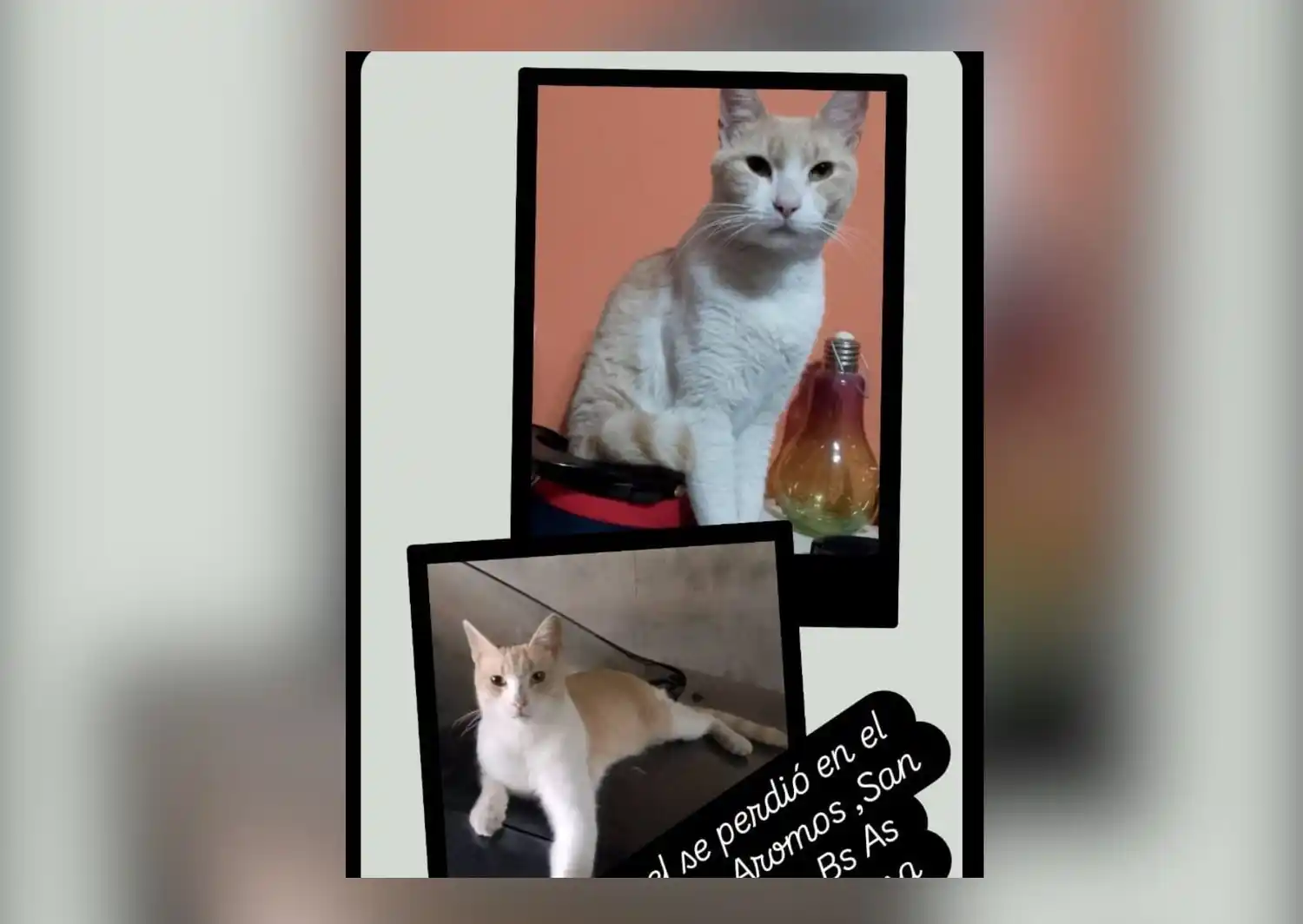 Buscan a Manuel: gatito perdido en el barrio Los Aromos