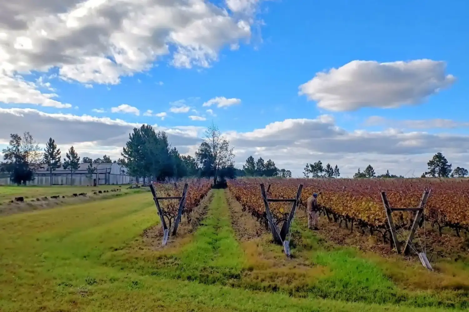 Finca Fénix logra la primera certificación de viñedo orgánico en Entre Ríos