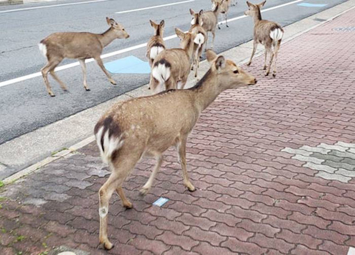 ¿Qué debemos hacer al ver animales silvestres cerca de áreas urbanas?