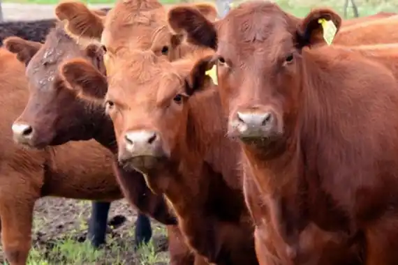 La faena vacuna en 2024 cayó 4,1%, pero las exportaciones marcaron un récord histórico