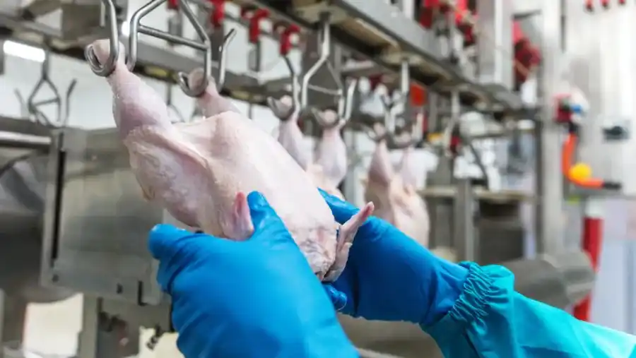 Las importaciones de carne aviar aumentaron casi 300% en el año, mientras que las exportaciones cayeron