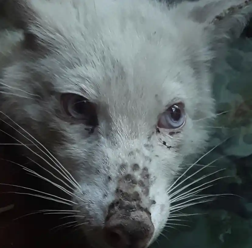 Hallaron un zorro albino y lo entregaron al Centro de Rescate de Granja Los Pibes