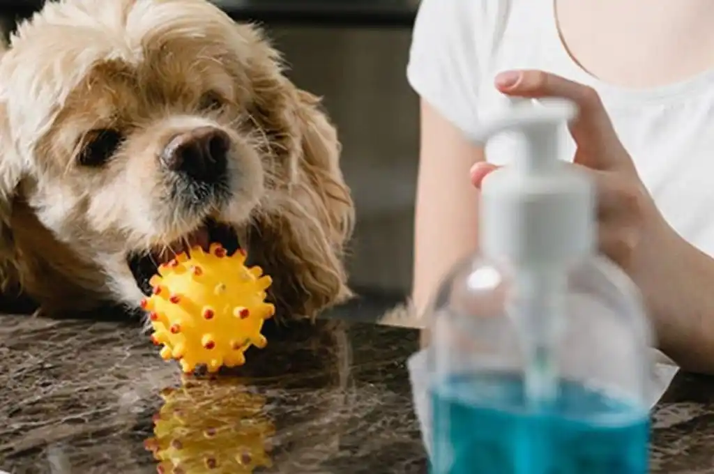 Detectaron casos positivos de Covid-19 en mascotas