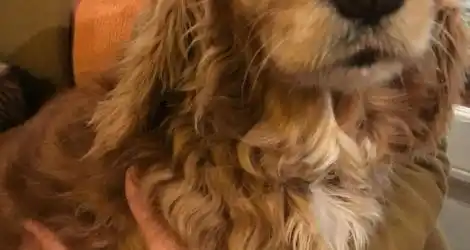 Perra encontrada