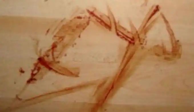 Macabro: Un anciano escribió con sangre las iniciales de su asesina 