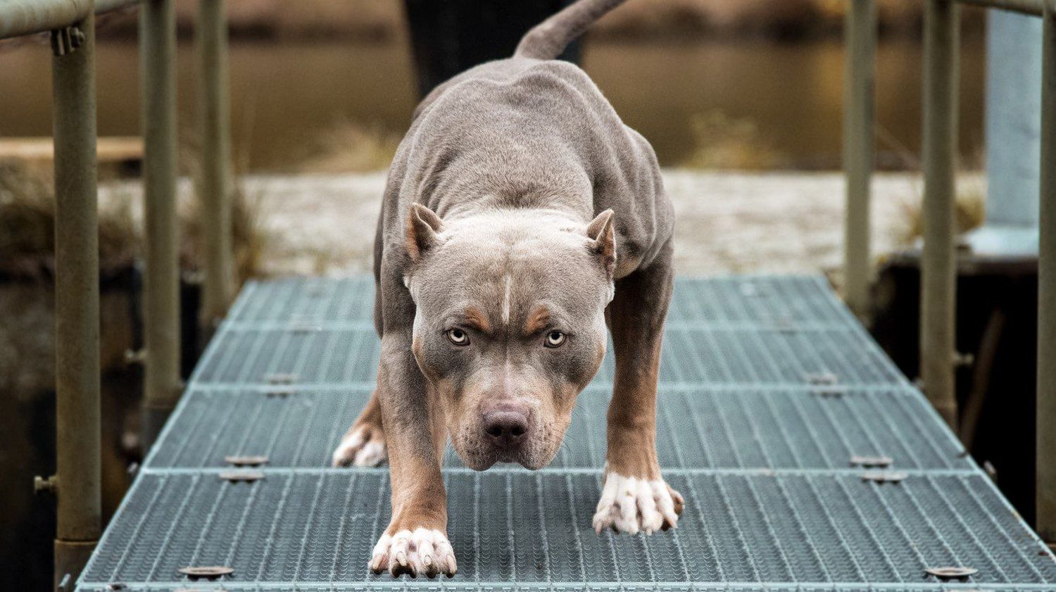 Pitbull atacó a tres niños y uno de los chicos está grave