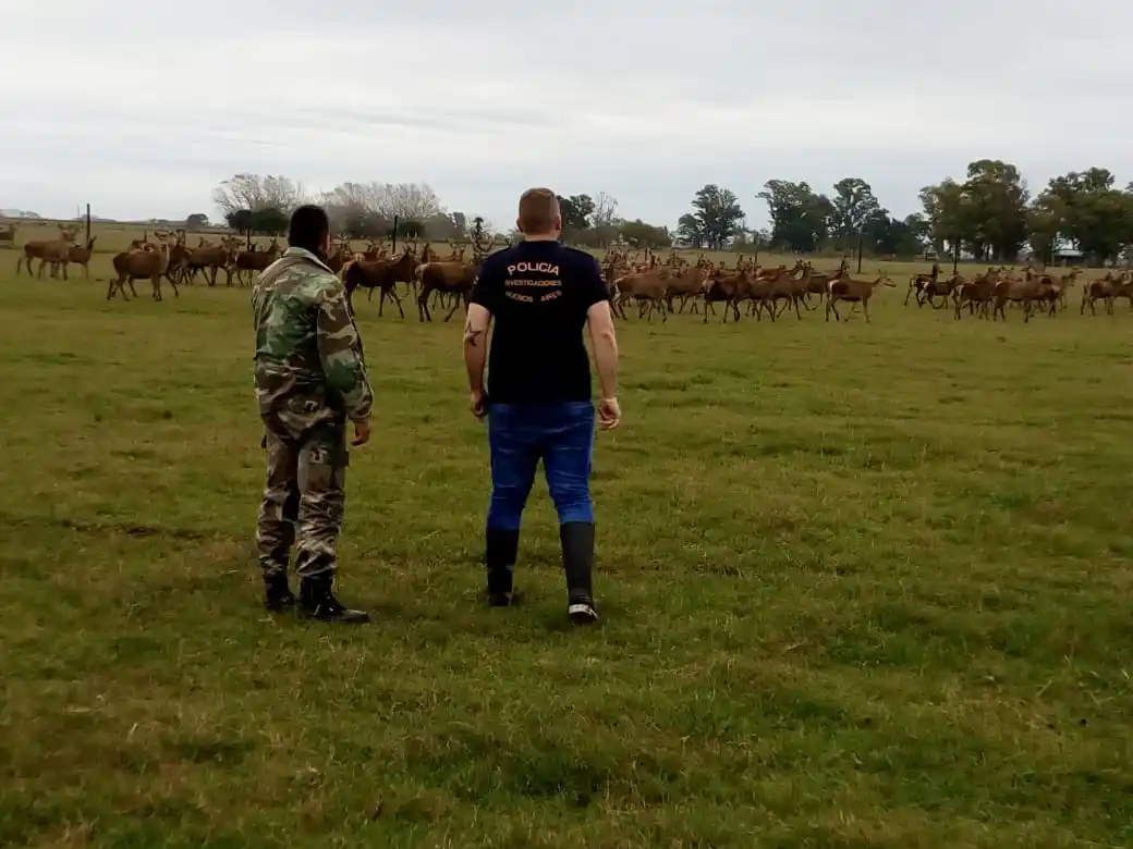Ranchos: Allanaron una quinta de caza clandestina y confiscan 190 animales